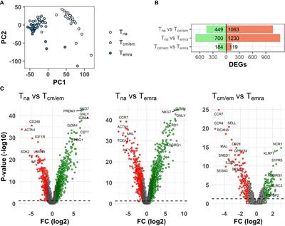 Cytotoxic CD8+ Temra cells show loss of chromatin accessibility at genes associated with T cell activation